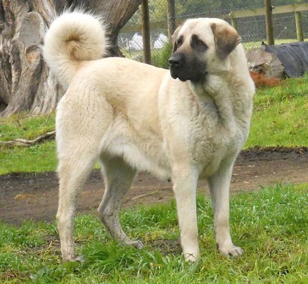 Anatolijska Vivcharka Velikij Oglyad Porodi Foto Doglyad Za Tvarinami