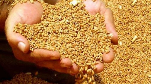 Сонник приснилася пшениця уві сні до чого сниться пшениця