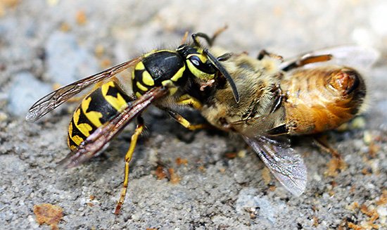 Боротьба з осами на пасіці: як врятувати бджіл від нападів на вулик