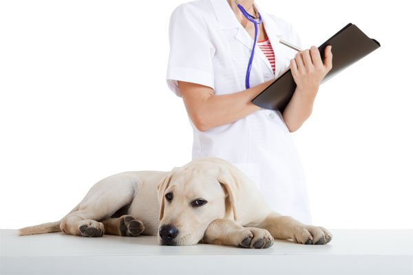 Менінгіт у собак   розбираємося причини та способи лікування