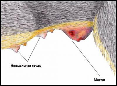 Мастит у собак: симптоми і лікування