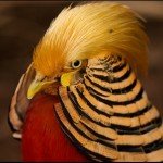 Огляд виду Золотий фазан, його характеристика, утримання у неволі і фото