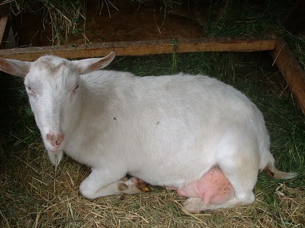 Правила і рекомендації фахівця про те, як правильно запустити молочну козуКак правильно запускати молочну козу перед окотом?   Фермерський сайт