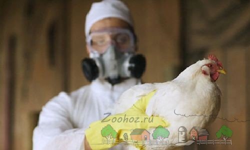 Хвороба пташиний грип у курей: симптоми та методи їх лікування
