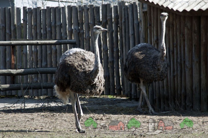 Розведення та утримання страусів в домашніх умовах