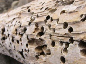 Короїд в деревяному будинку: бактерицидні засоби, заходи безпеки і профілактика