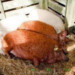 Кучерява угорська порода свиней пухова Мангалиця
