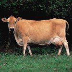 Молочні породи корів: їх огляд, опис та фото