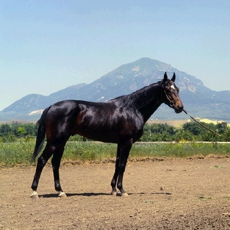 Кабардинская порода коней: її огляд, відео та фото