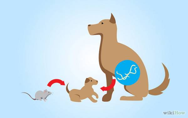 Симптоми і ознаки наявності глистів у собак