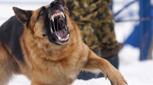 Сонник приснилася собака вівчарка уві сні до чого сниться собака вівчарка