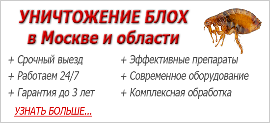 Блохи в будинку: що робити, якщо вони зявилися?