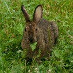 Якою травою можна годувати кроликів: поради і фото