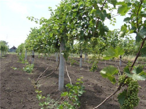 Підвязування винограду навесні