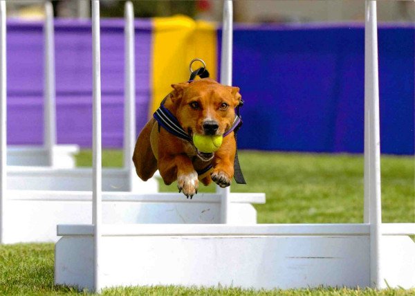 Флайбол – захоплююча гра для активних собак