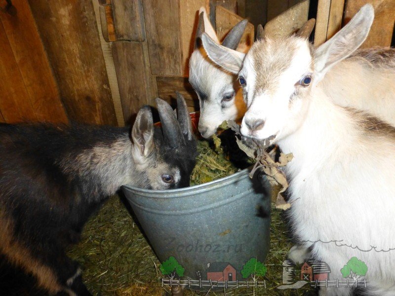 Годування кіз і козенят в домашніх умовах: раціон і фото