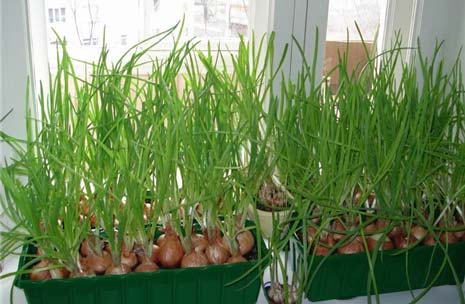 Як розбити кімнатний город своїми руками? Як розбити кімнатний город своїми руками?