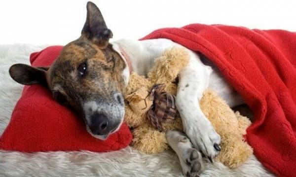 Хвороби печінки у собак: симптоми та основні захворювання