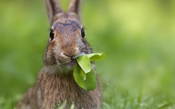 Чи можна годувати кроликів щавлем: всі за і проти