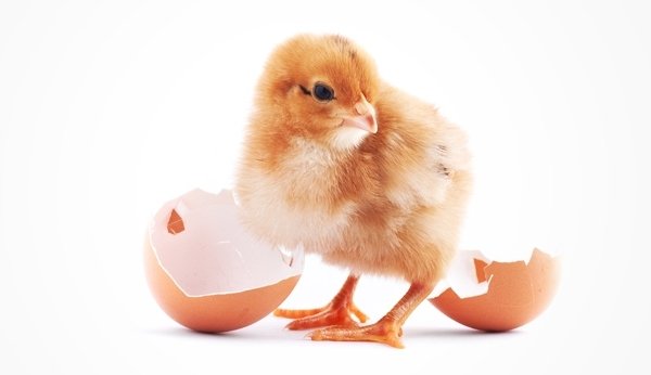 Все про інкубації курячих яєць: фото і відео огляд