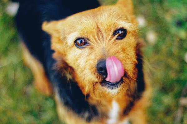 Нежить у собаки   діагностуємо причини і лікуємо недуг