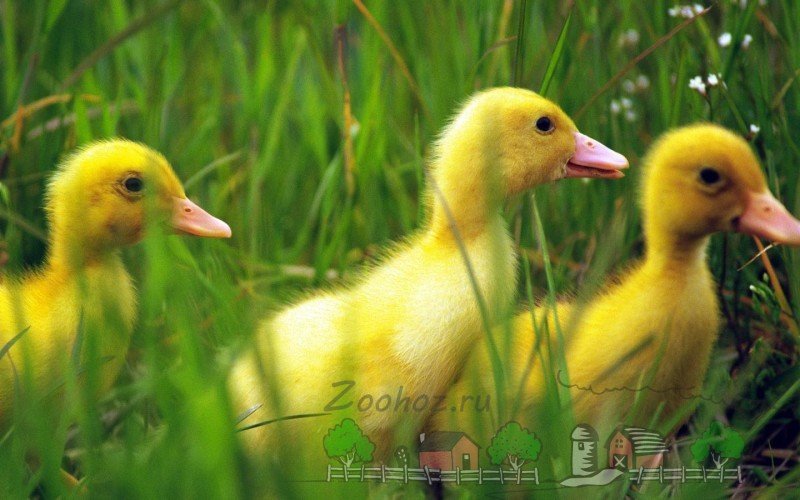 Огляд качки Селезень, його відмінні риси та фото