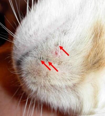 Акне у кішок: прищі, вугрі та інші напасті