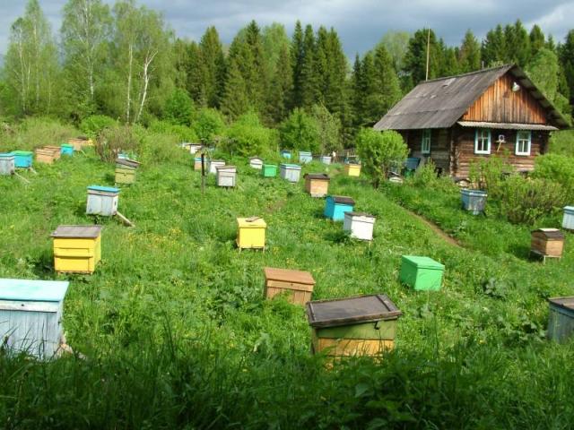 Бджільництво Уралу: особливості, огляд і відео