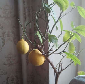 Як росте фрукт помело, де його вирощують
