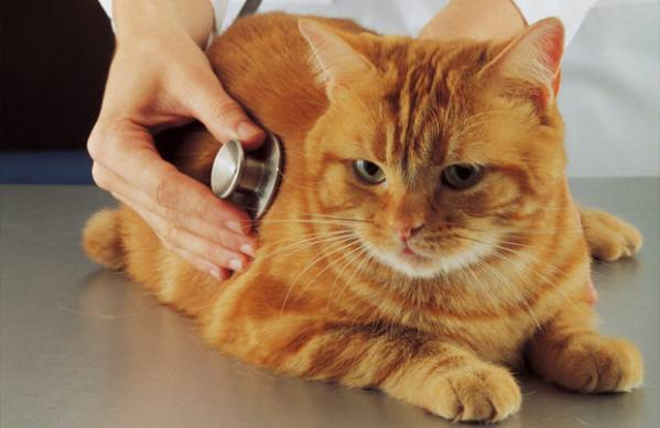 Серцева недостатність у кішок: види, симптоми і лікування
