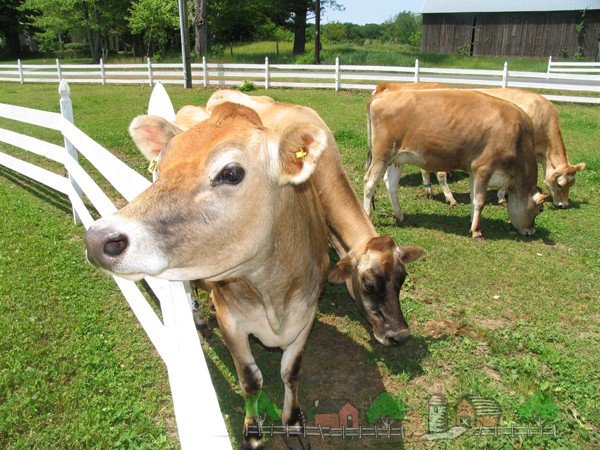 Атонія передшлунків у корови: симптоми і лікування