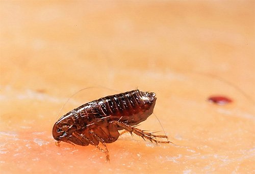 Статеві блохи і як від них позбавитися Статеві блохи і як від них позбавитися