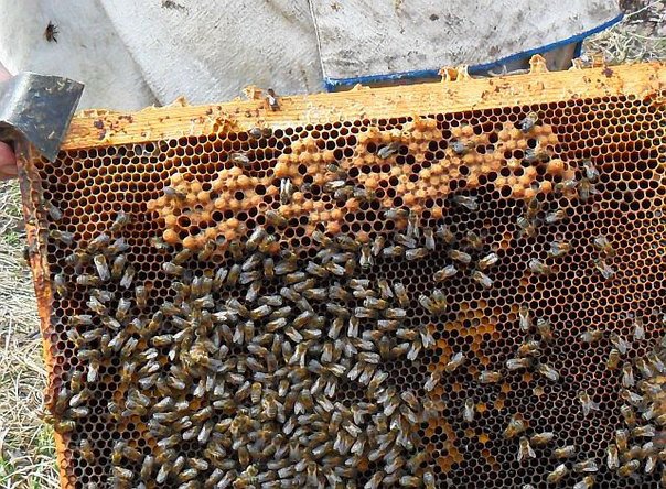 Що таке бджолопакет і як з нього пересадити бджіл у вулик