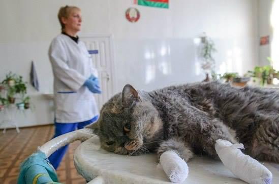 Видалення кігтів у кішок – що ховається за назвою «Операція мякі лапки»?