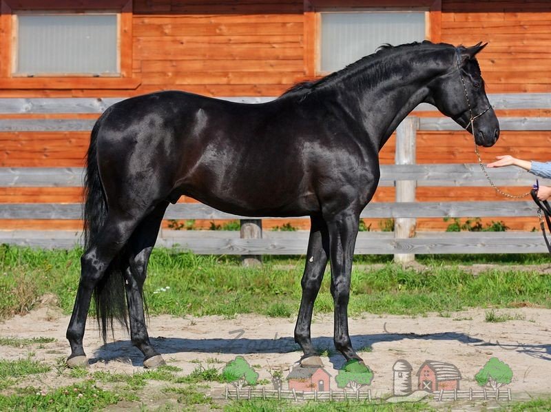 Огляд російських порід коней з описом і фотографіями
