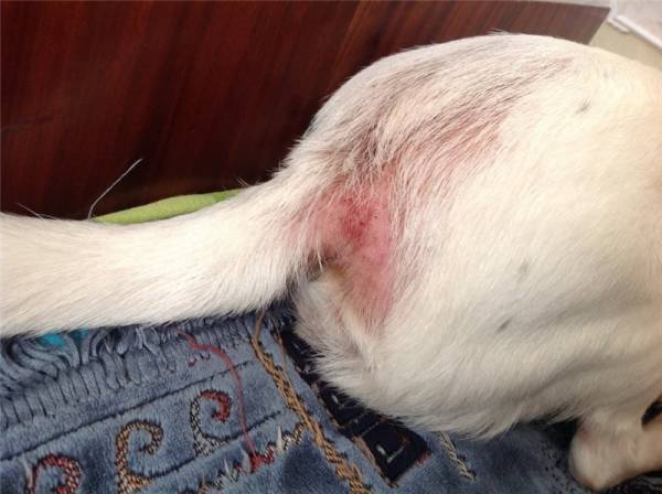 Блошиний дерматит у собак: симптоми, діагностика, лікування