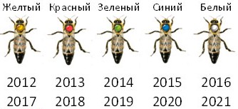 Способи мічення маток: маркерами, фарбою, як мітити добре