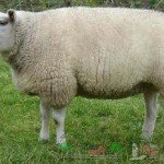 Огляд породи овець Тексель: їх опис, фото і відео