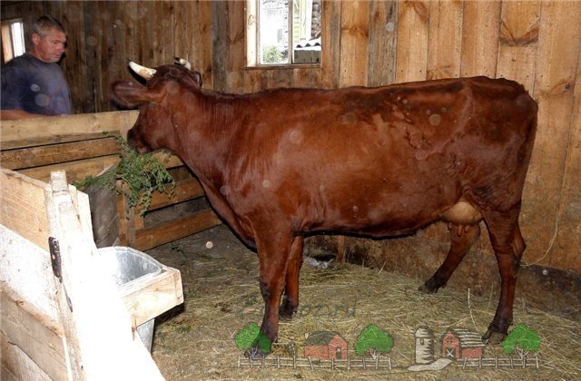 Красногорбатовская порода корів: їх огляд, фото та відео