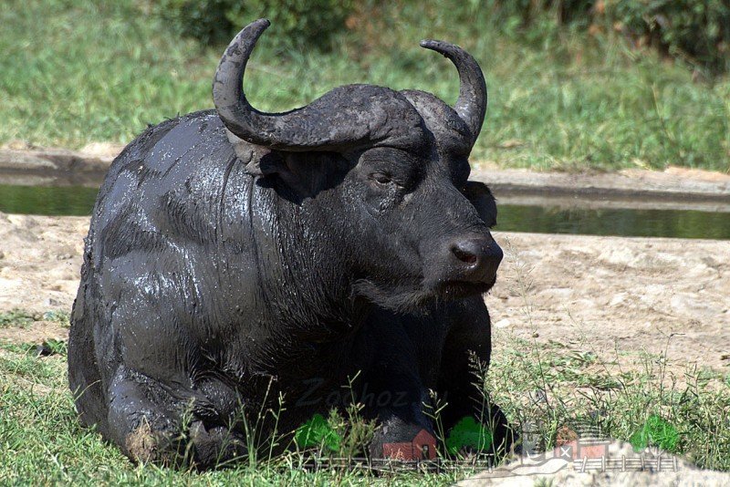 Де і в якій країні живуть буйволи: огляд і фото