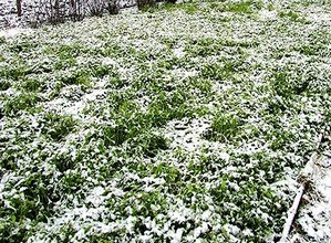 Чим корисна гірчиця як добриво в городі, і коли треба сіяти?