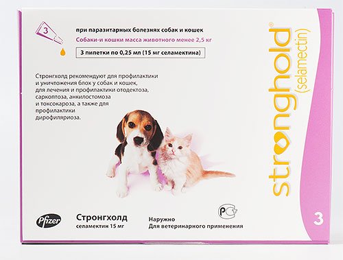Як позбутися бліх у кошеняти: лікування та профілактика