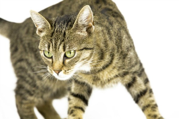 У кішки лущиться шкіра: таблиця симптомів і способів лікування