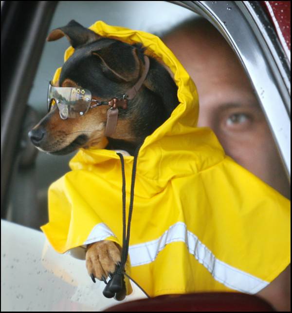 Дощовик для собаки,   коли на вулиці не затишно