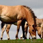 Огляд каурой масті коней: її опис та фото