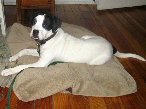 Стрес у собаки: симптоми і способи зняття