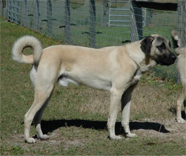 Anatolijska Vivcharka Velikij Oglyad Porodi Foto Doglyad Za Tvarinami