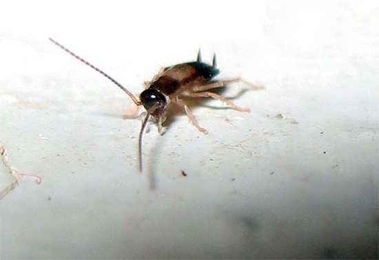 Як і чим морити тарганів Як і чим морити тарганів