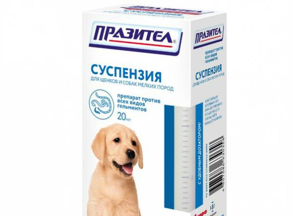Празител для собак: характеристика препарату і його призначення