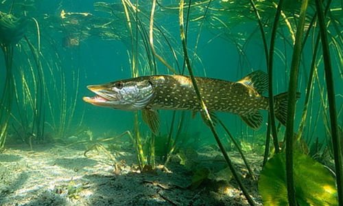 Сонник риба у воді до чого сниться риба у воді у сні